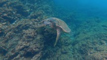 sea turtle in the ocean 