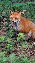 A Female Fox Sitting in a Woodland and Yawning, County Dublin, Ireland - Short Version