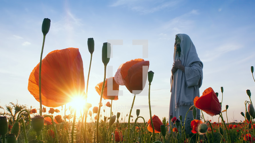 Christ walking slowly covered with a tallit in a beautiful poppies field at sunset.
