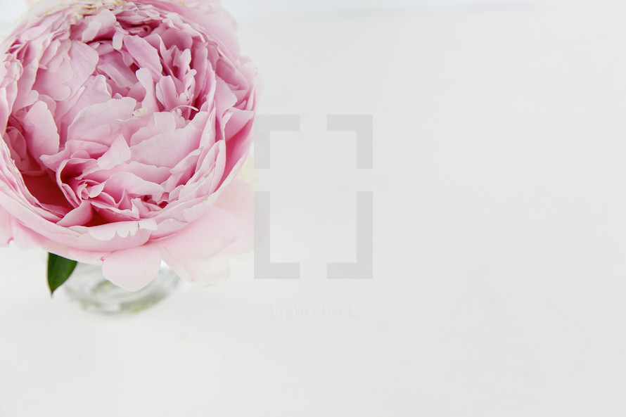 peony in a vase 