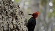 Male Magellanic Woodpecker Looking For Insects On Hole In The Tree In Tierra de Fuego, Argentina. - close up shot