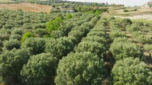 Olive oil trees cultivation in Calabria for production of extra virgin, Italy