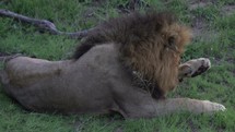 Male Lion King cleaning massive paws in Kruger National Park South Africa 