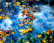 Fall leaves in a pond.