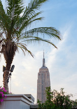 palm tree and Empire State building 