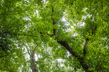 green leaves in a summer forest 