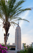 palm tree and Empire State Building 