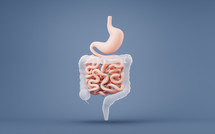 Stomach and intestinal tract, 3d rendering.