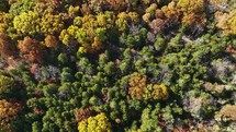 Birds eye view of autumn trees with leaves changing colors.