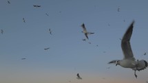 Scenery with seagulls over the sea, coast and evening sky