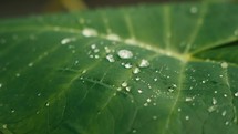 Tropical trees and plant life in the rainforest jungles of Costa Rica