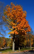 Bright orange fall tree by the road