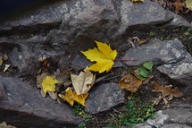 Fall leaves on rock