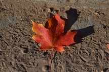 red and orange fall leaf in the dirt