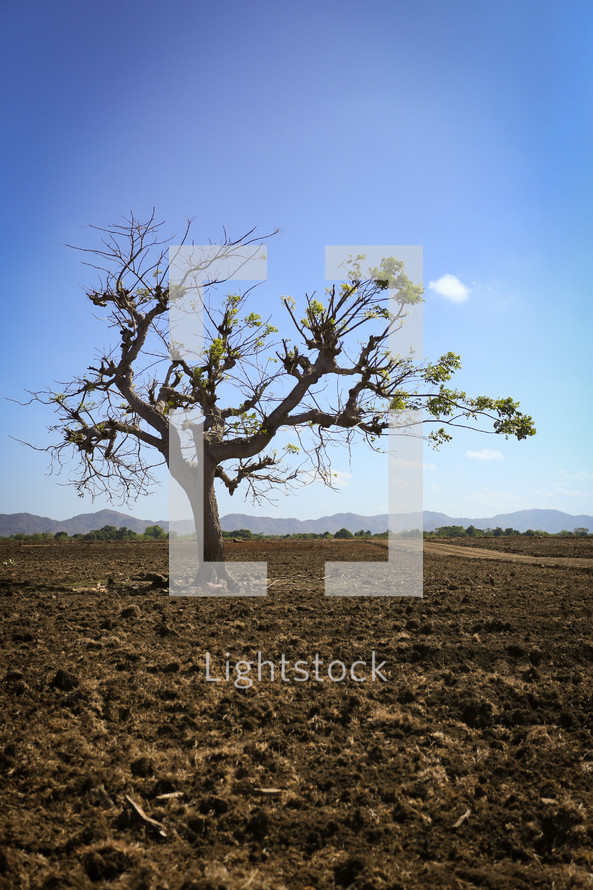 isolated tree in a desert