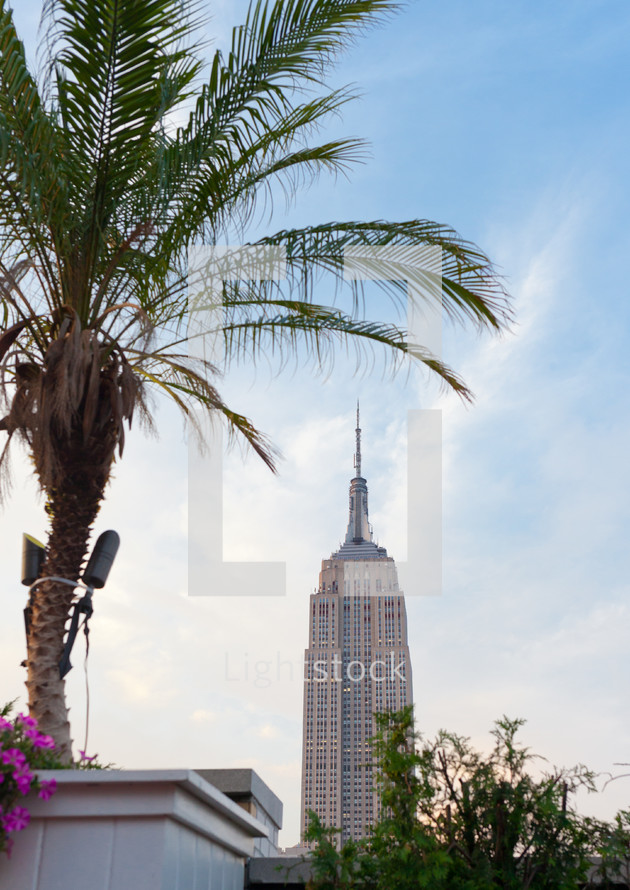 palm tree and Empire State building 