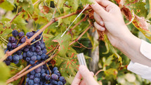 Agronomist does the swab test on the leaves of the grapes before the harvest