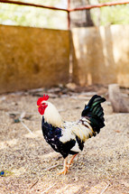 Rooster in barnyard