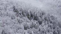 Snowy spruce forest in the foggy mountains
