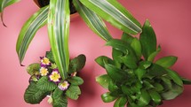 potted houseplant centerpiece on pink background 
