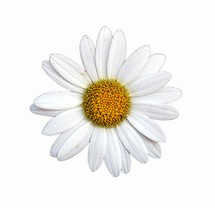 daisy on a white background 