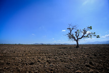 Solitary tree in a dirt field.