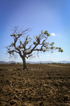 isolated tree in a desert