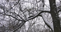 snow falling on trees 