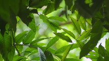 Tree Canopy With Lush Green Leaves In The Forest. Close-up Shot
