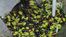 processing olives to make olive oil 