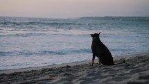 Black dog sits on the sandy beach looking around as big waves splash and roll out in the background after sunset in Mexico. 