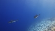 Tiger Sharks in the Blue - Fuvahmulah Island in the Southern Maldives