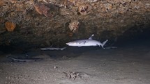 Whitetip Shark nursery in a cave in the coral reef - Southern of the Maldives