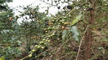 coffee beans on branches 