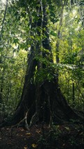 Tropical trees and plant life in the rainforest jungles of Costa Rica