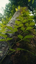 Tropical trees and plant life in the rainforest jungles of Costa Rica