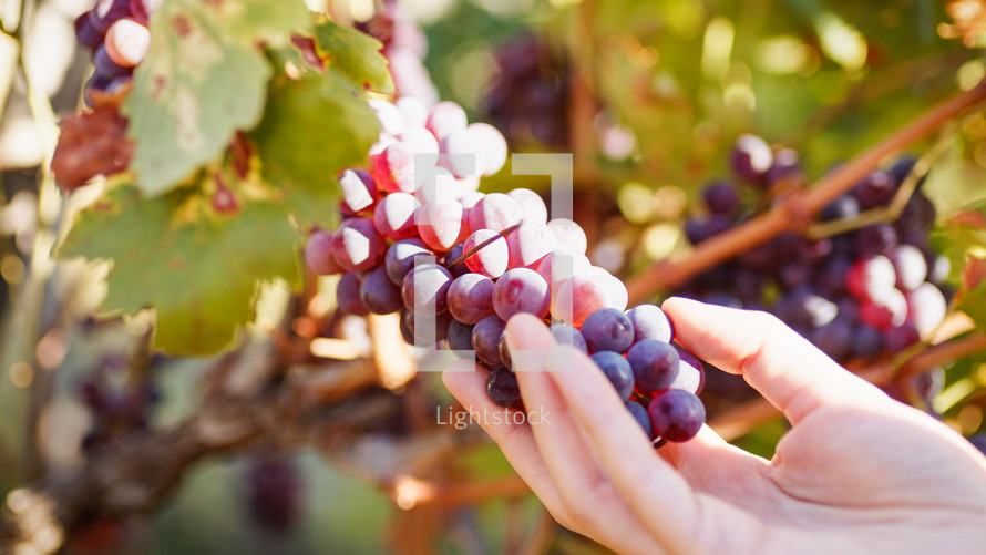 Girl hand touch bunch of red grapes in countryside