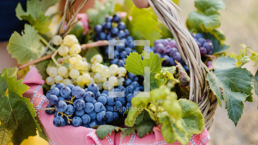 Hand of a girl brings a basket of grapes after the harvest among the vineyards