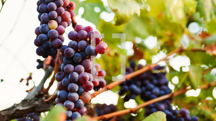 Red White grapes in a countryside ready for harvest