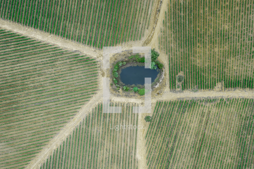Aerial of Vineyard in countryside for production of wine
