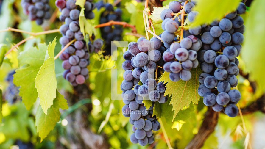 Grapes of red wine on the Italian vineyard during harvest