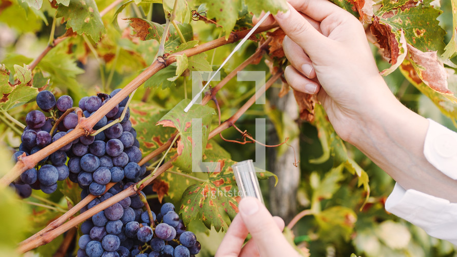 Agronomist does the swab test on the leaves of the grapes before the harvest