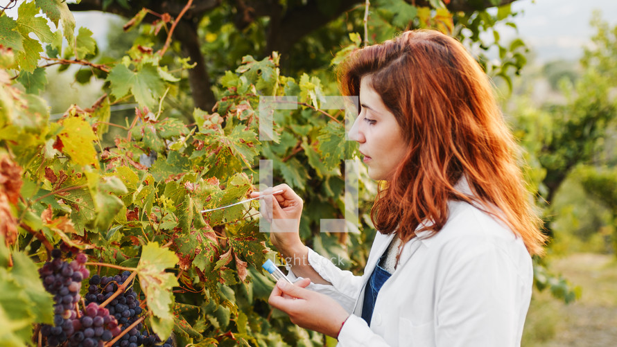 Agronomist does the swab test on the grapes before the harvest the vineyards