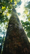 Tropical trees and plant life in the rainforest jungles of Costa Rica