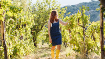Peasant girl walks through the rows of vineyards during the harvest