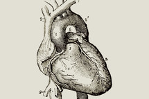 anatomical heart