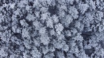 Top aerial view of the snow-covered forest 