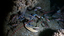 Blue Lobster in a wreckage hunting fishes - Atlantic France