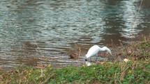 White Egret Catching Fish