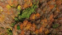 Orange Trees In Autumn In The Italian Mountains Overhead View